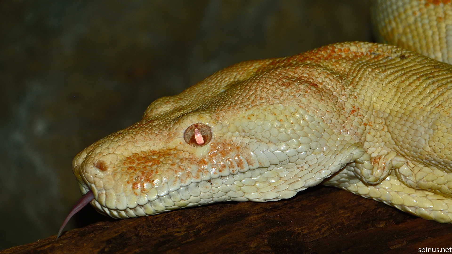 scientific name for boa constrictor scientific name for boa constrictor